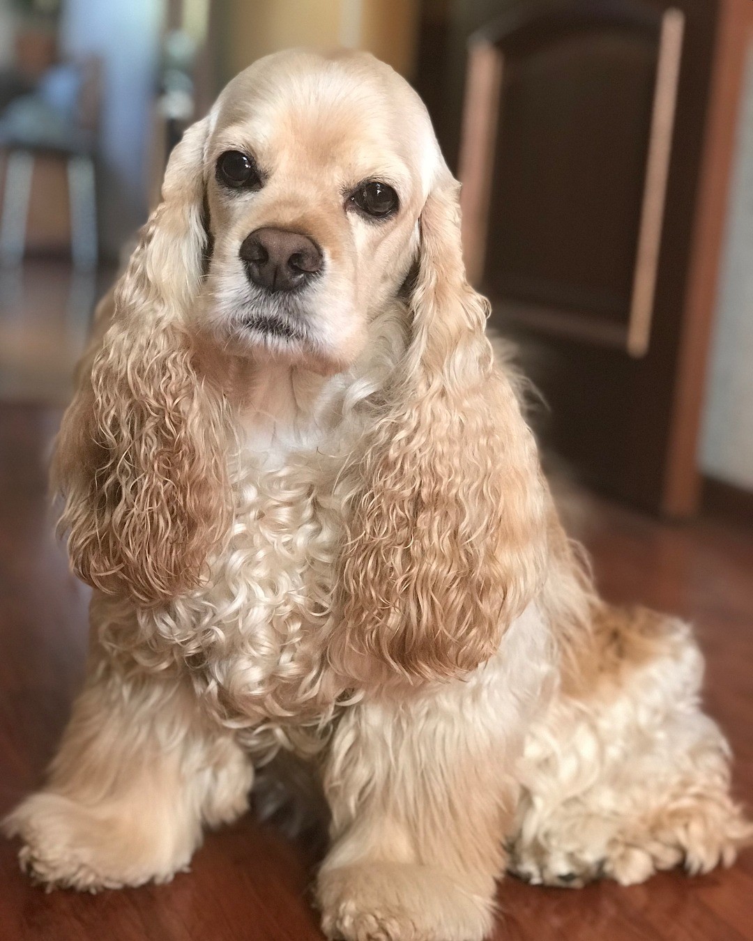 7. Американский кокер-спаниэль.