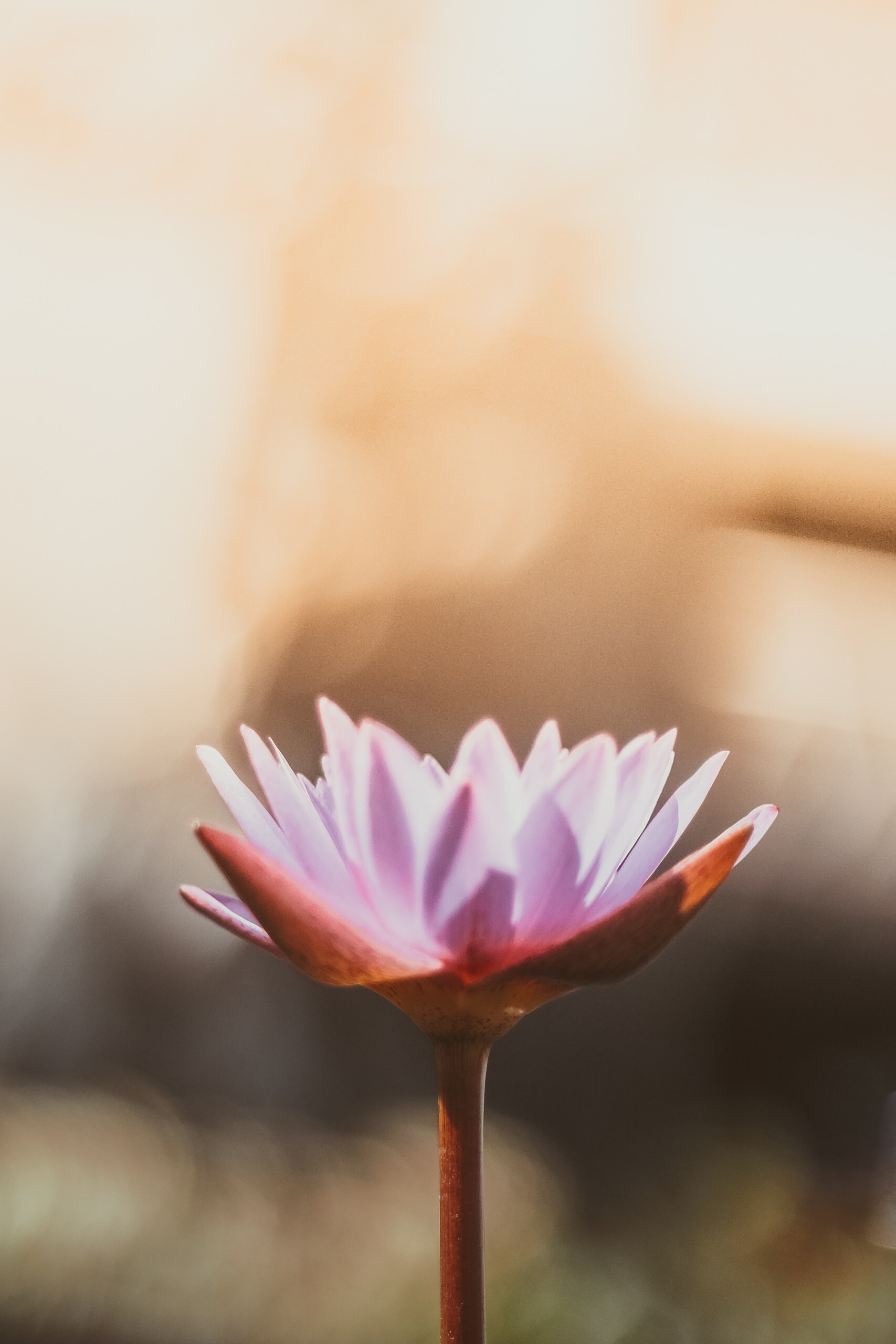Цветок йогов. Цветок медитация. Лотос медитация. Цветок гармонии. Йога цветы.