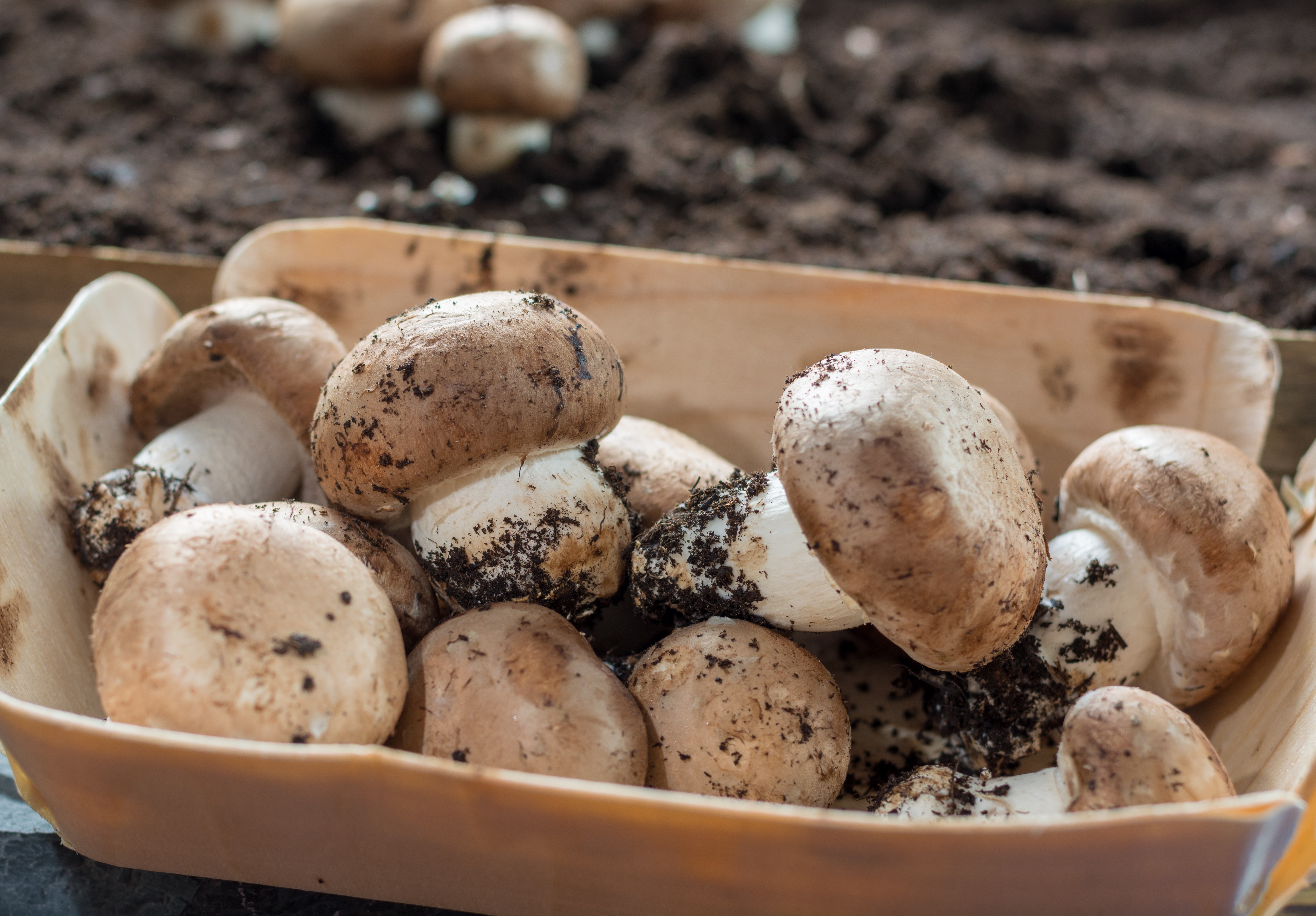 🎁 Набор для выращивания грибов Грибная коробка - купить оригинальный подарок в Москве