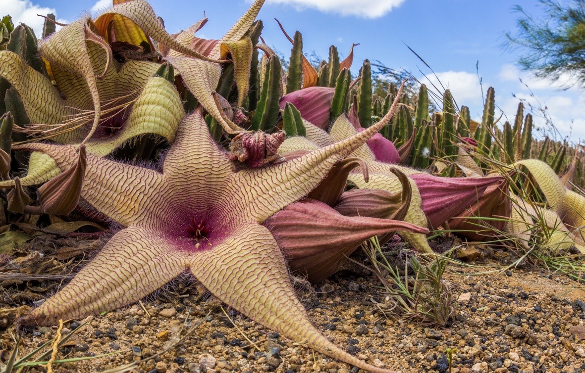 Стоит посмотреть! 24 забавных растения, которые выглядят очень странно, но завораживающе!