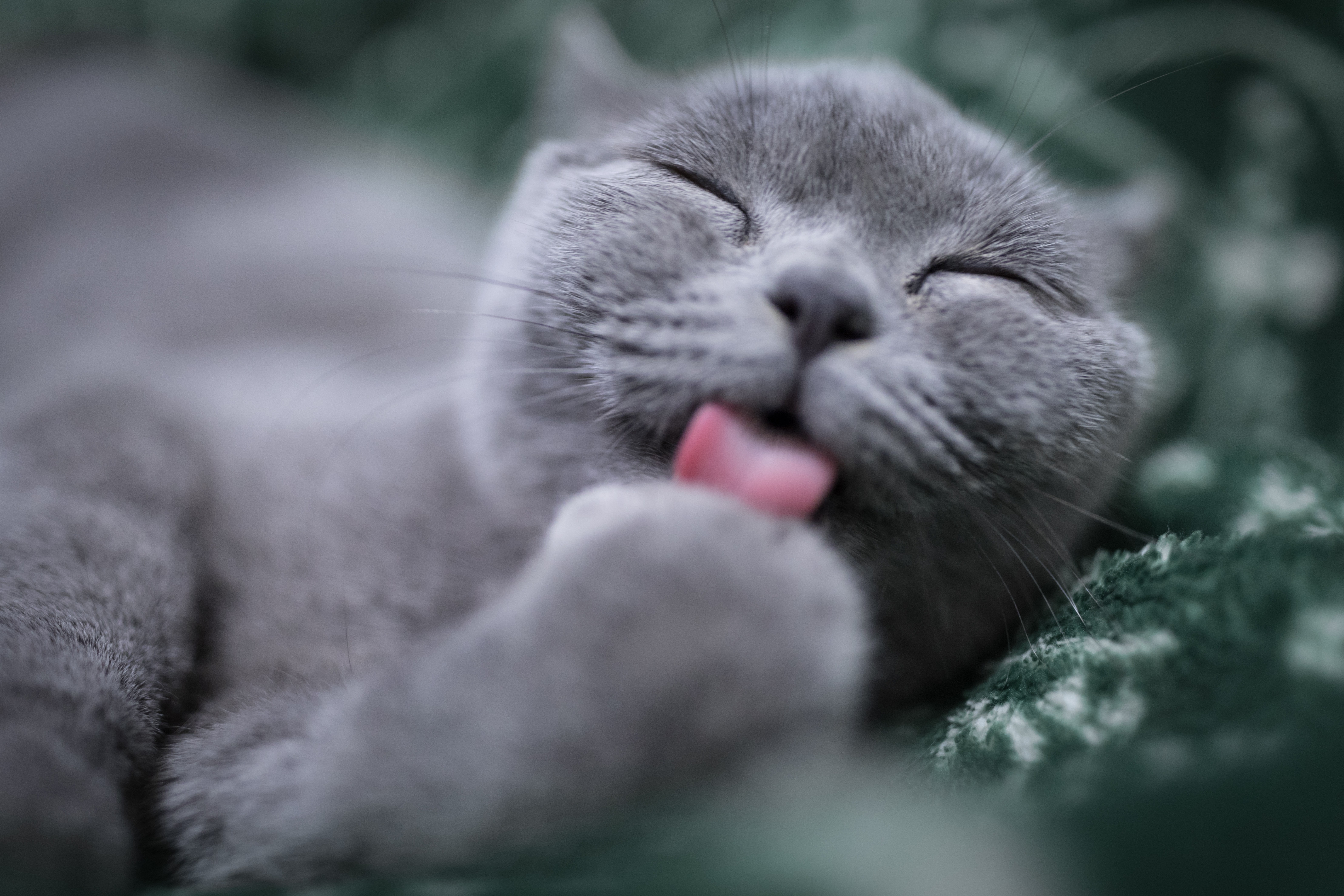 К чему снится кошка женщине: толкование сна по соннику, значение сновидения
