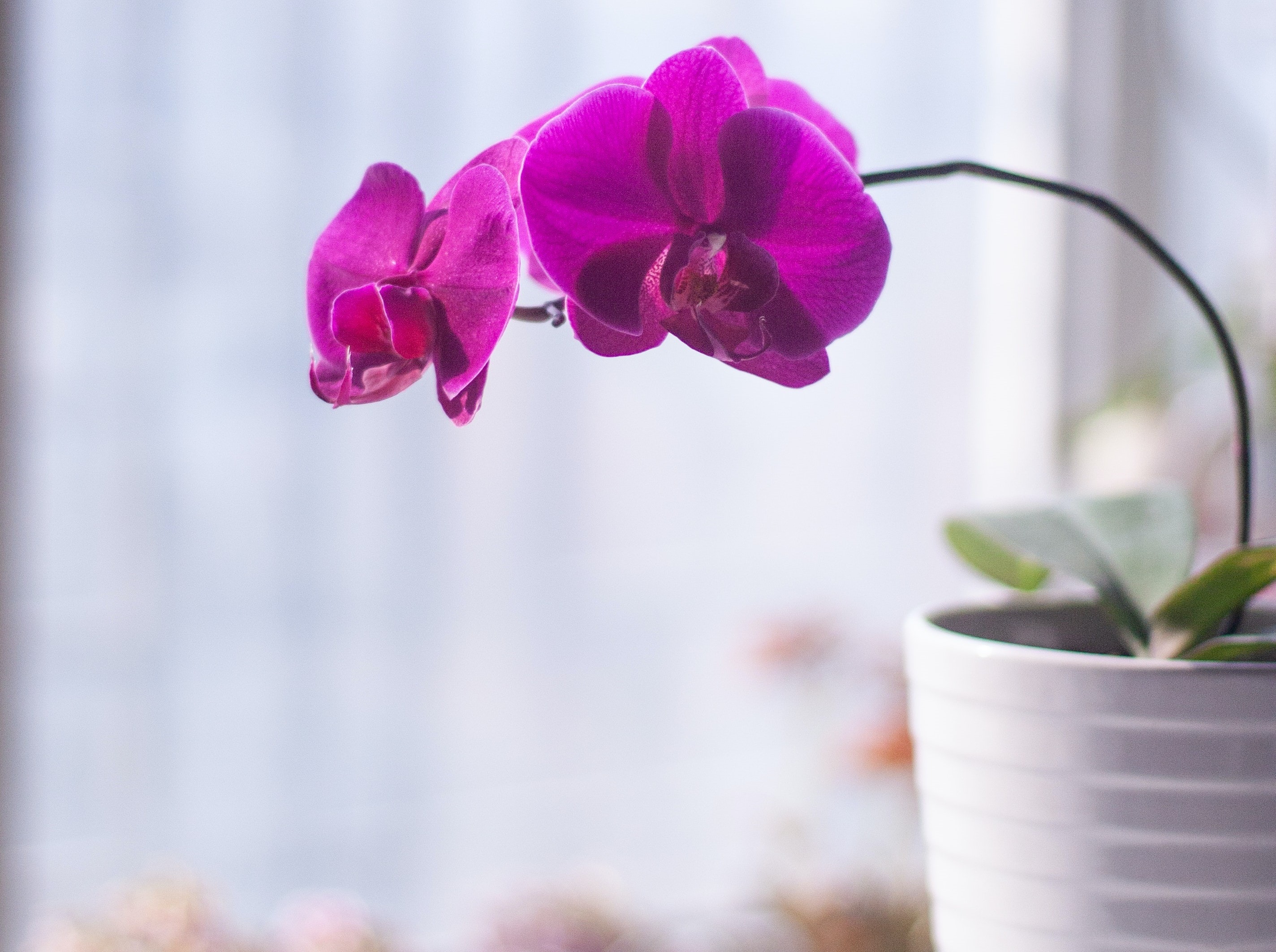 Cattleya warneri - Орхидеи: уход, фото, продажа, выращивание.
