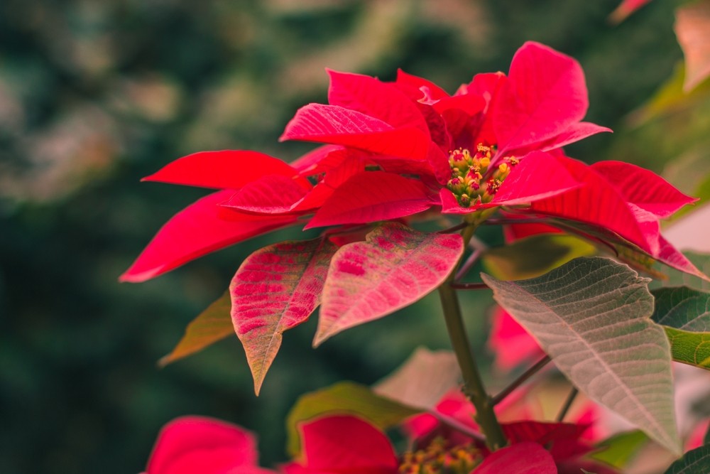 Пуансеттия — уход за цветком «Рождественская звезда»
