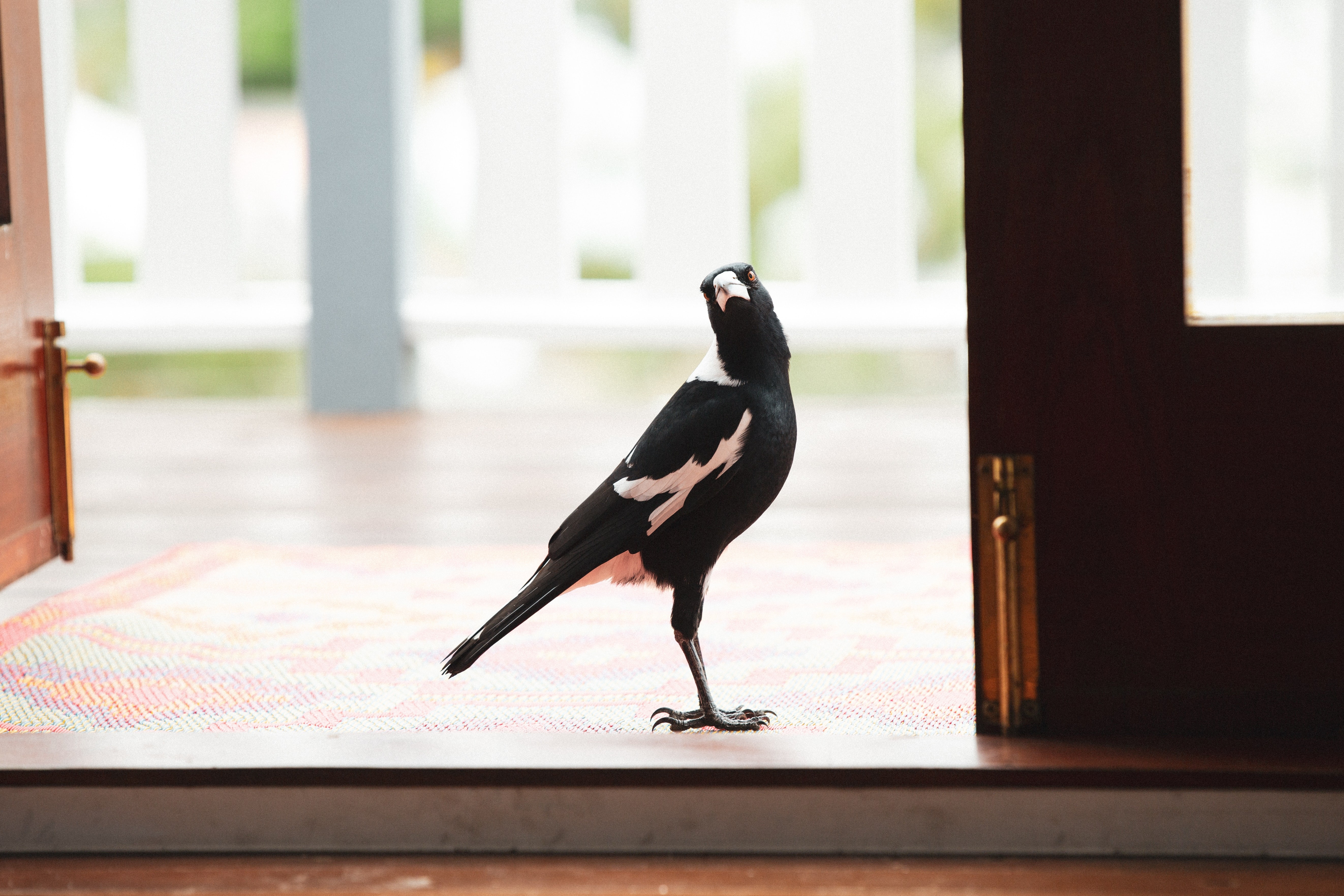 К чему залетает птица в дом или бьется в окно согласно приметам? | natali-fashion.ru