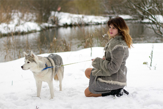 Собаки зимой: 3 главных опасности и как их обойти