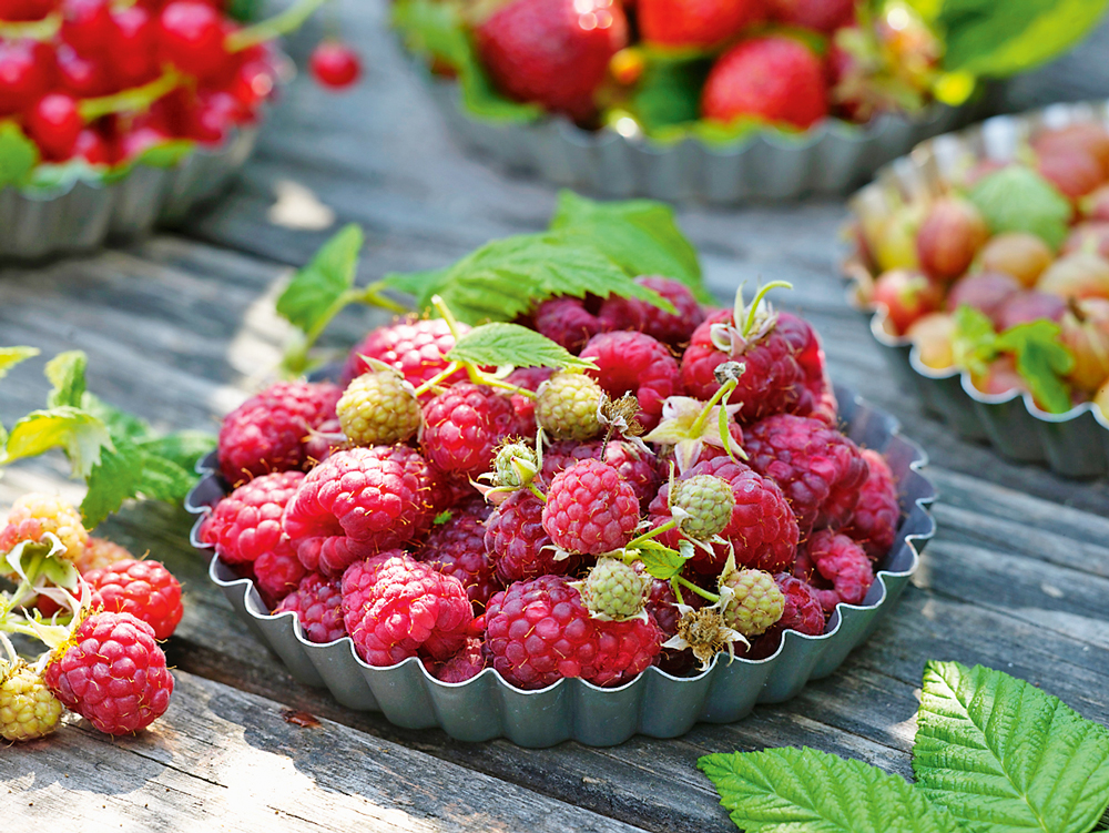 Топ-7: самые полезные ягоды для вашего здоровья