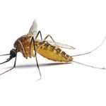 Экстренные меры при укусах насекомых