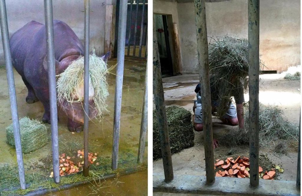 Работники зоопарка забавно копируют своих подопечных (фото)