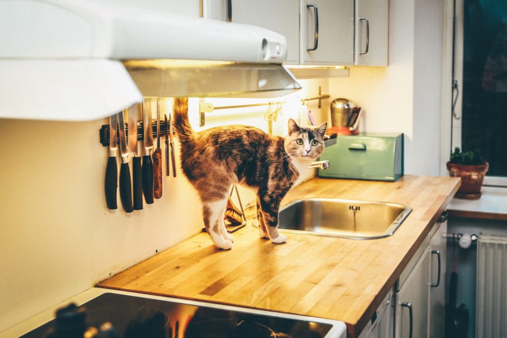 Кошкин дом: как обустроить жилье к появлению питомца?