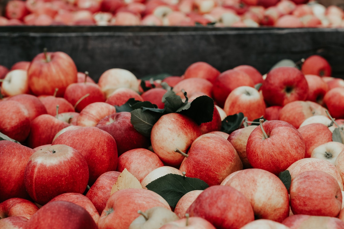 Какие яблоки лучше? Полный обзор сезонного фрукта