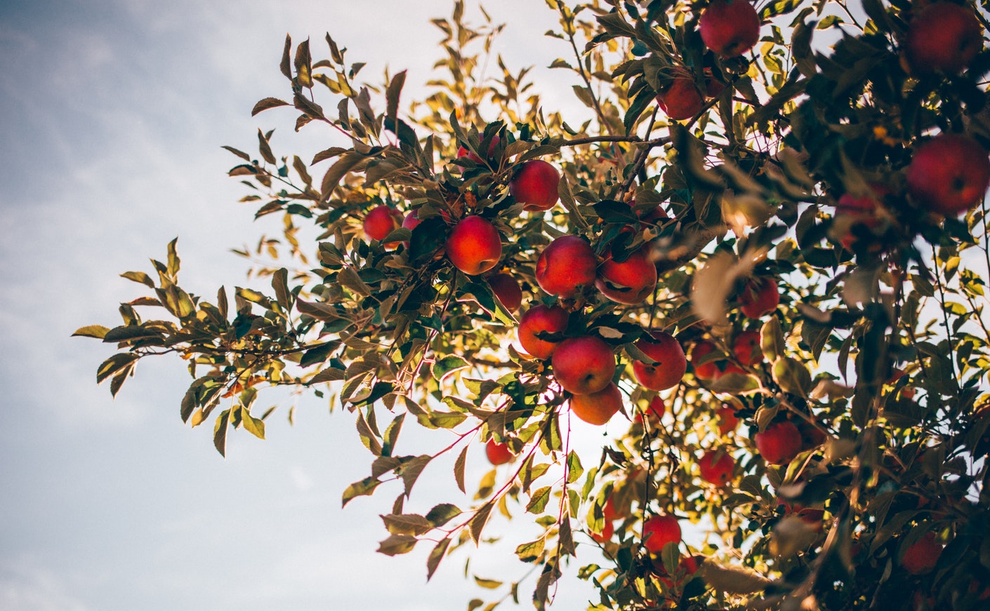 Какие яблоки лучше? Полный обзор сезонного фрукта